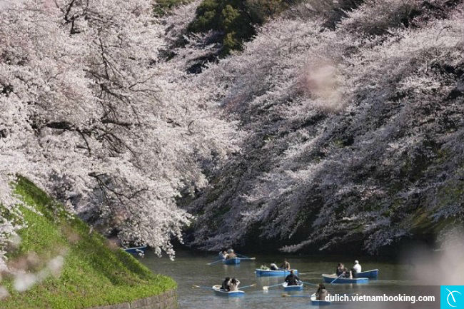 hoa anh dao nhat ban
