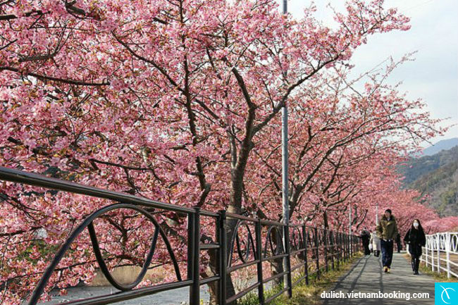 hoa anh dao nhat ban