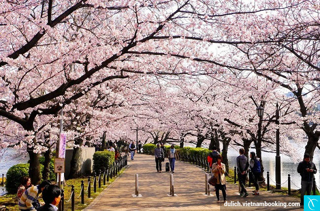 hoa anh dao nhat ban