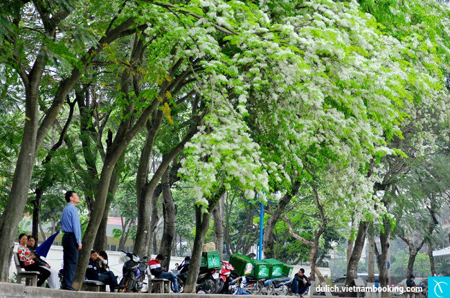 hoa sua ha noi thang ba