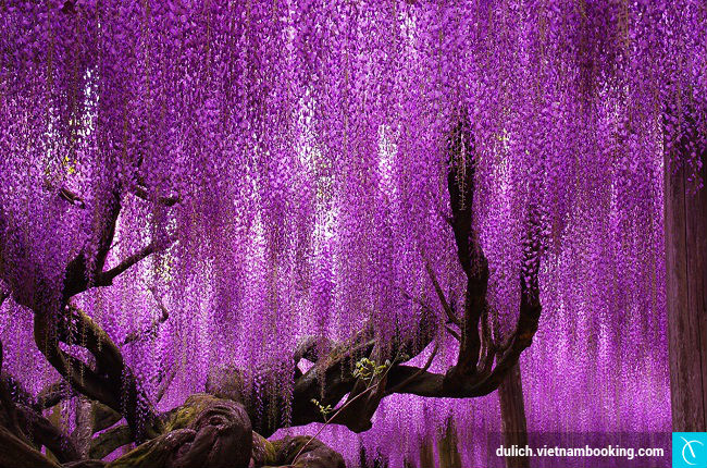 tin-tuc-hoa-tu-dang-27-3-2017-1