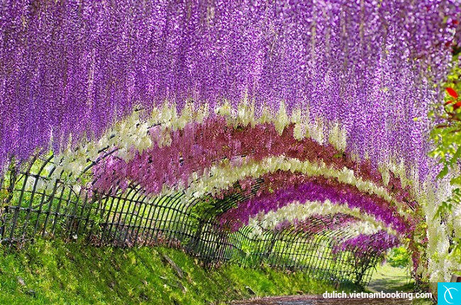 Những địa điểm Ngắm Hoa Lí Tưởng ở Nhật Bản
