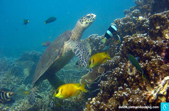 hon dao xinh dep malaysia