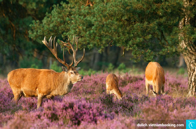 nhung dia diem dep nhat ha lan