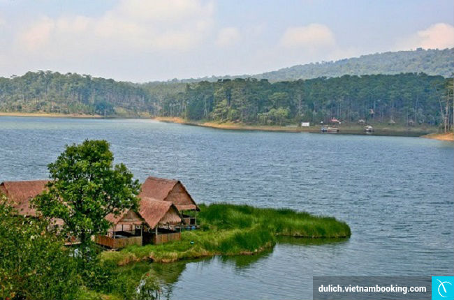 mua phuong tim o da lat