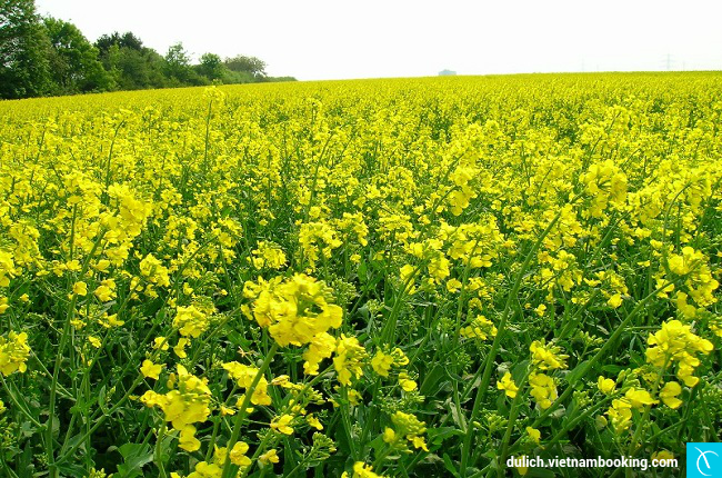 Cánh đồng hoa cải vàng rực ở trung Quốc nhung diem sac mau dep nhat the gioi