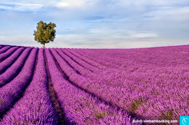 Cánh đồng hoa oải hương Lavender nhung diem sac mau dep nhat the gioi