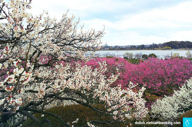 vuon hoa mơ dep nhat nhat ban