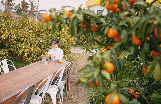 Tour du lịch Hàn Quốc lễ 30/4 1/5 - Jeju Tangerine Farm