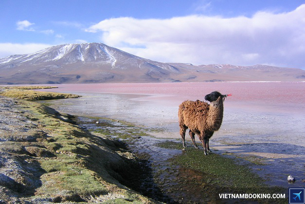 visa di bolivia