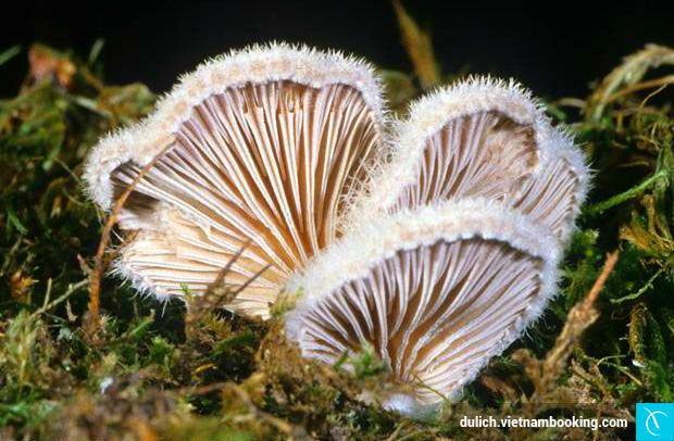 Du-lich-Lao-Cai-nen-an-gi-2-27-4-2017