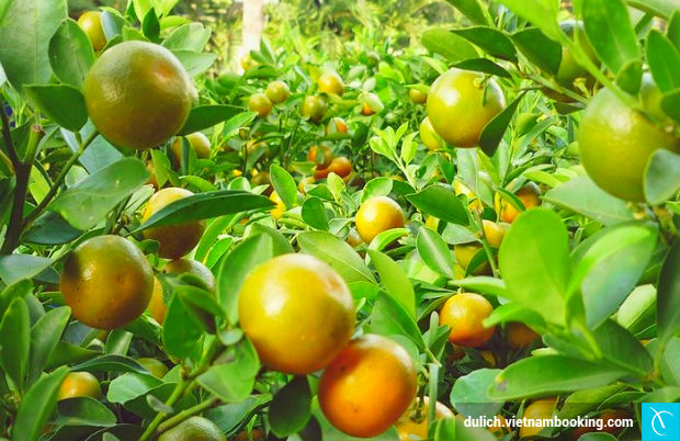 du-lich-ben-tre-2-19-4-2017