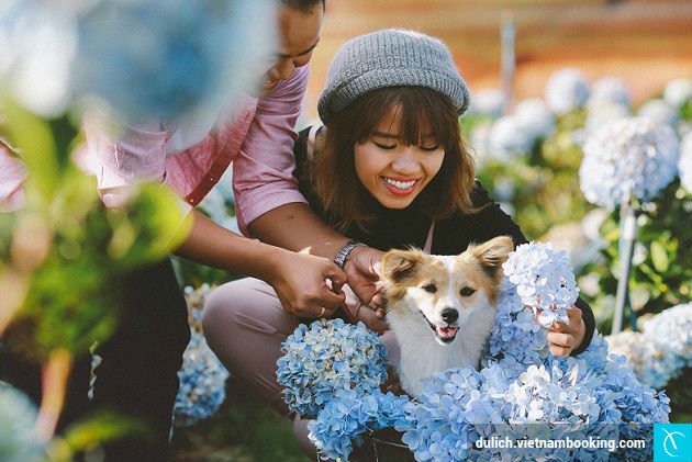 Cánh đồng Cẩm Tú Cầu, Đà Lạt du lich da lat gia re