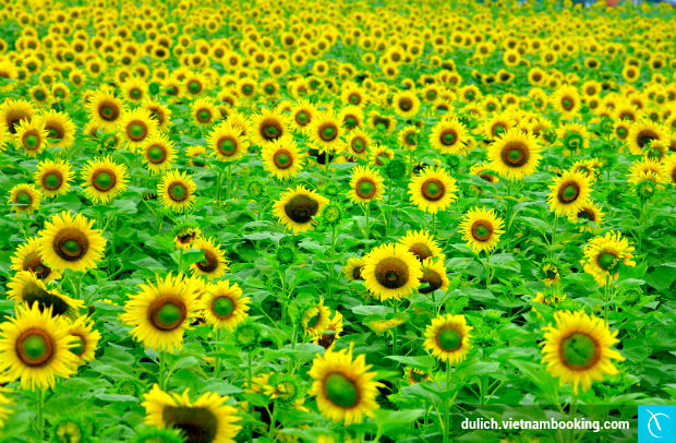 du-lich-nghe-an-2-3-4-2017