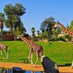 Tham quan ba vườn thú Safari bán hoang dã ở Việt Nam