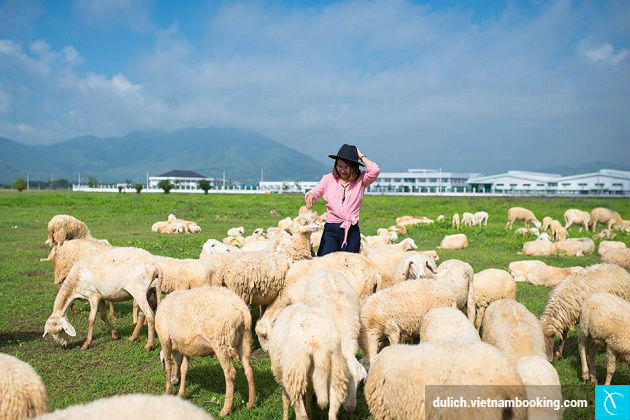 Đồng cừu Bà Rịa - Vũng Tàu di du lich vung tau gia re