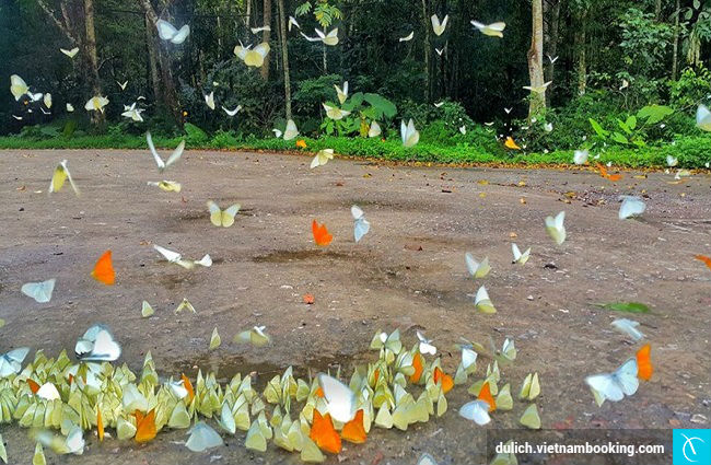 du lich vuon quoc gia cuc phuong