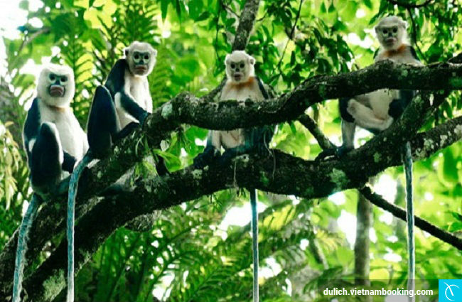 du lich vuon quoc gia cuc phuong