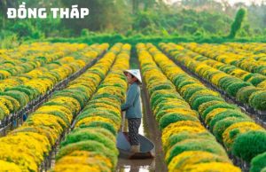 Tour du lịch Đồng Tháp – Gáo Giồng 1 ngày (T7, CN hàng tuần)