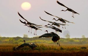 Tour du lịch Đồng Tháp 2 ngày 1 đêm : Tràm Chim – Gáo Giồng (Hàng tuần)