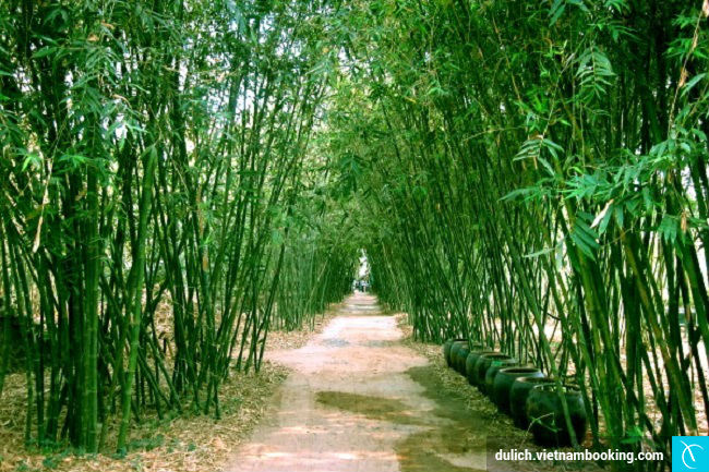 Những con đường tre xanh ngắt tuyệt đẹp du lich bao loc