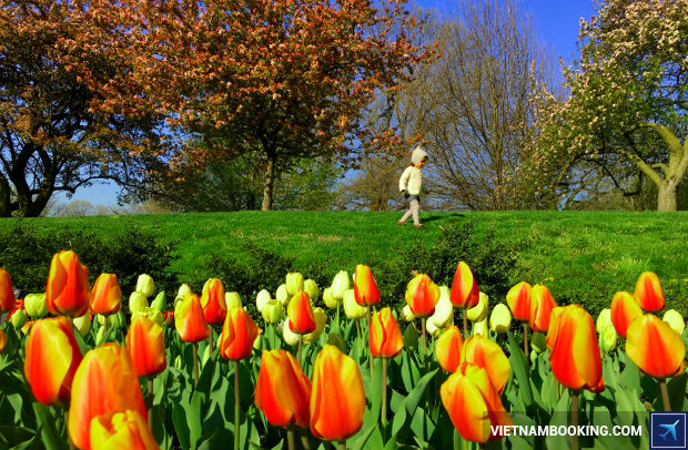 Brooklyn Botanic Garden San-ve-may-bay-Sai-Gon-New-York-gia-re-nhat-1-29-6-2017