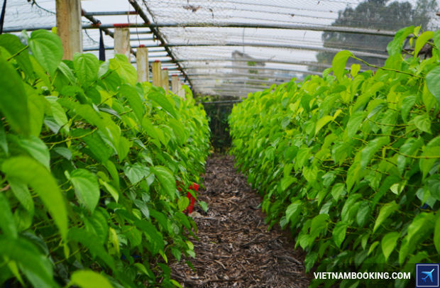 Ve-may-bay-gia-re-di-Sai-Gon-Vietjet-1-23-6-2017