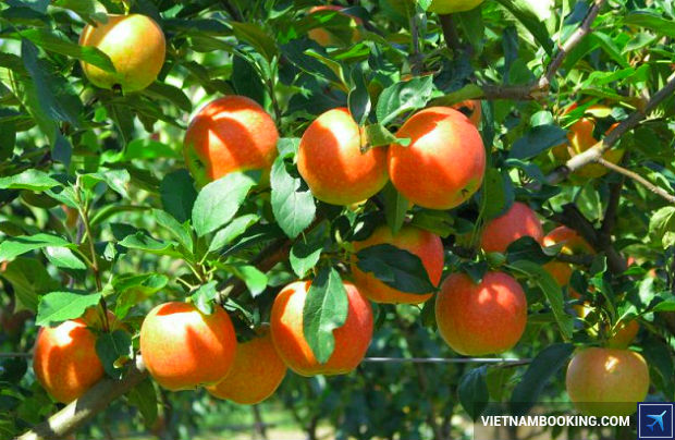 Ve-may-bay-gia-re-di-Sai-Gon-Vietjet-3-23-6-2017