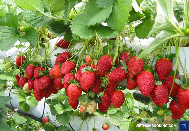 gia ve may bay di da lat thang 8