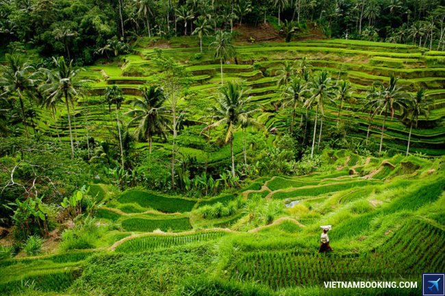 ve may bay ha noi bali gia re