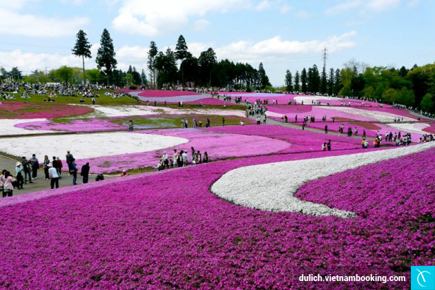 Công viên Hitsujiyama du lich nhat ban
