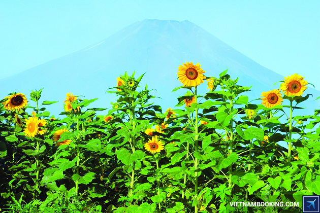 Du lịch Hokkaido Nhật Bản