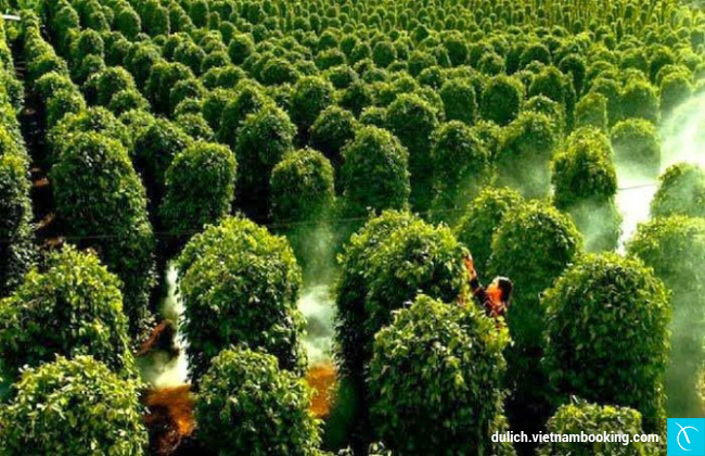 du lich Phu Quoc gia re