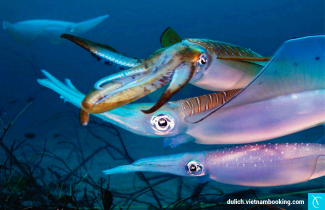 Câu mực đêm ở Phú Quốc du lich Phu Quoc tự túc