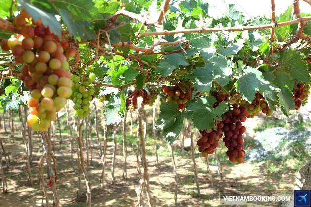 kham-pha-du-lich-viet-nam-thang-7 Khám phá Bình Thuận - Du lịch Việt Nam tháng 7