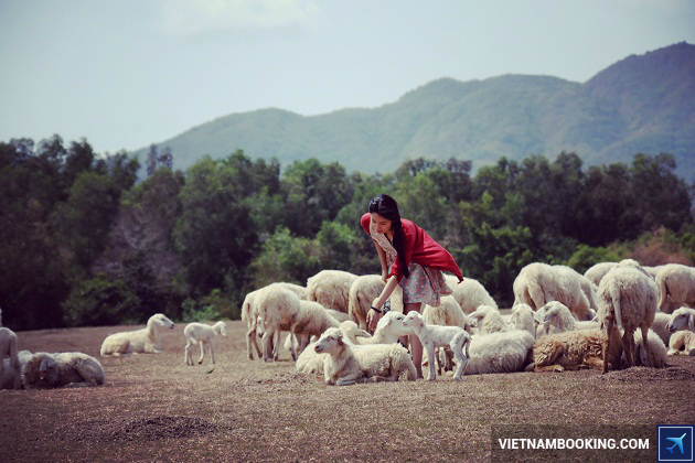 Du lịch Vũng Tàu trên đồng Cừu