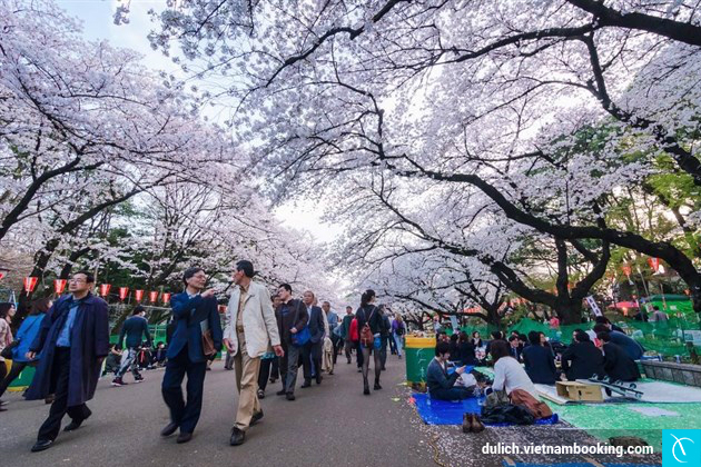 du lich nhat ban mua xuan