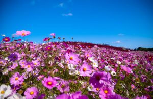 Tour du lịch Nhật Bản giá rẻ: Tokyo – Ibaraki – Phú Sỹ – Hitachi (4N3Đ)