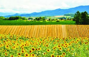 Tour du lịch Nhật Bản mùa hoa hướng dương 4N3Đ