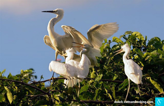 du lich vuon co can tho