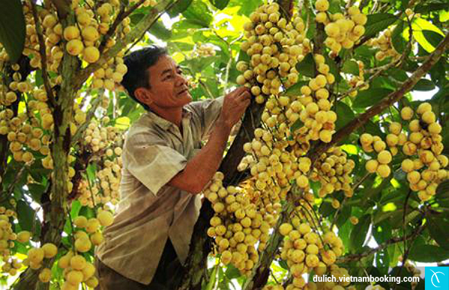 du lich vuon dau can tho