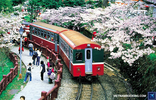 Mùa xuân ở Đài Loan du lich dai loan ngam hoa anh dao