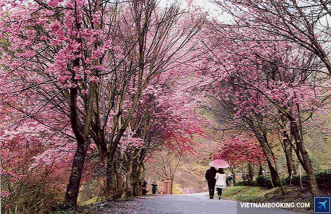 Mùa hoa anh đào ở Đài Loan du lich dai loan mua hoa anh dao