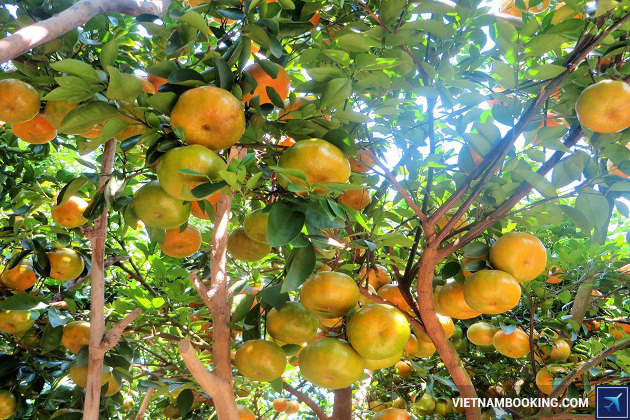 du lich vuon quyt lai vung dong thap