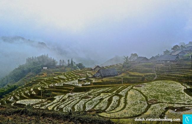 Ruộng bậc thang ở Sapa du lich gan ha noi gia re