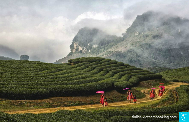 Đồi chè Mộc Châu du lich ha noi dip le 2-9