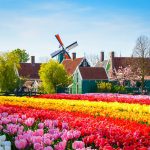 Săn vé rẻ đi Hà Lan khám phá Vương quốc hoa Tulip