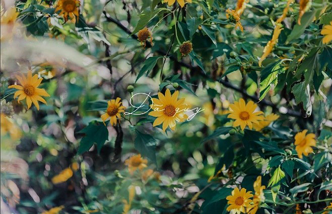 du lịch đà lạt mùa nào