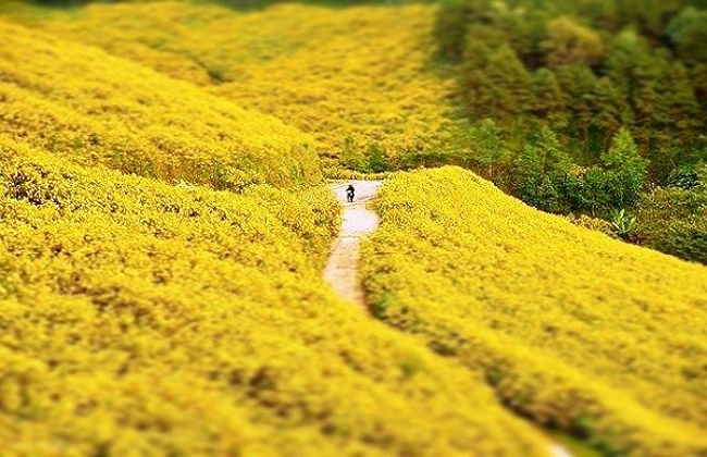Khám phá 3 loài hoa làm nên vẻ đẹp cho du lịch Đà Lạt tháng 11