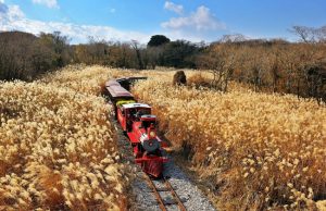 Tour Hàn Quốc 4N4Đ: Khám Phá Seoul – Trải Nghiệm Văn Hóa & Giải Trí Đỉnh Cao